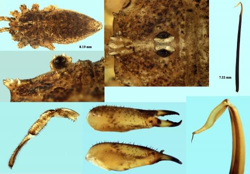 Odiellus troguloides